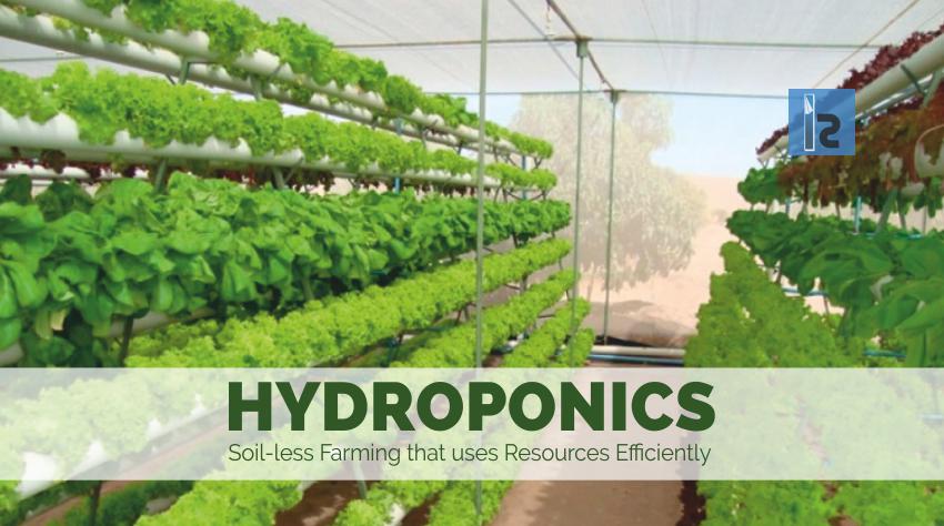 Hydroponics - Soil less Farming | Business Magazine | Insights Success